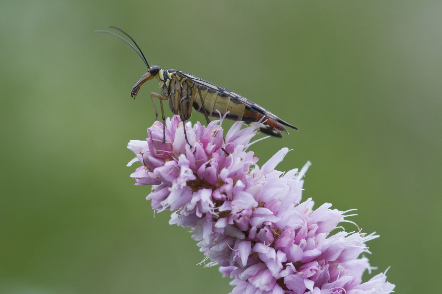 Scorpionfly.