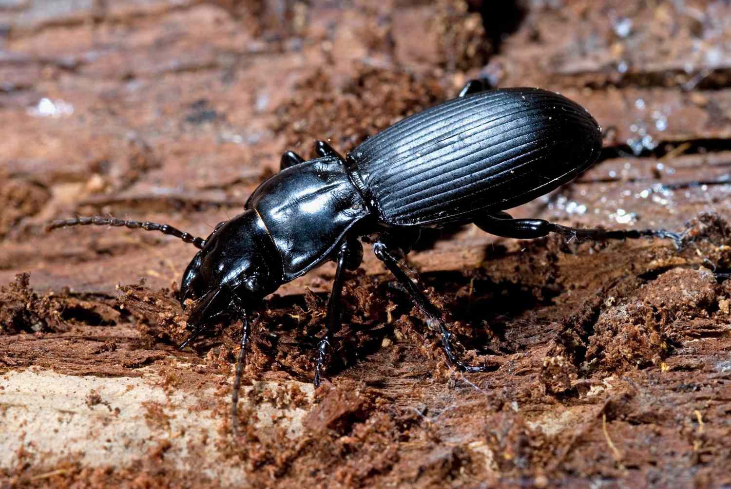 Ground Beetle