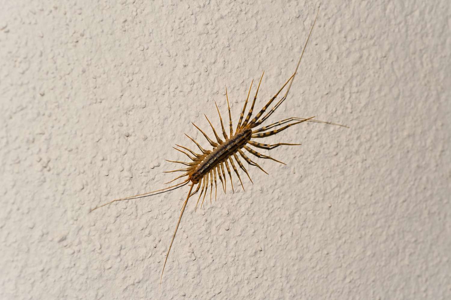 House Centipede