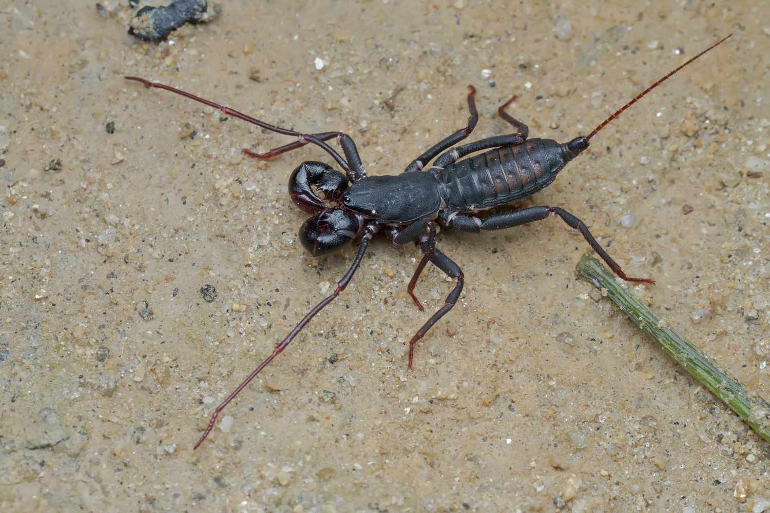 Whip scorpion