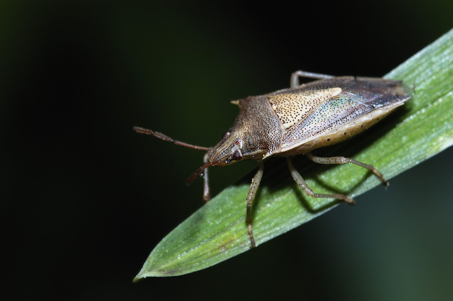 Spined Soldier Bug