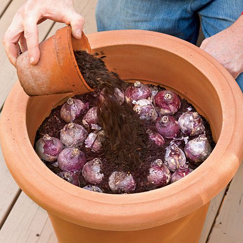 How to Plant Bulbs in a Container: Step Four