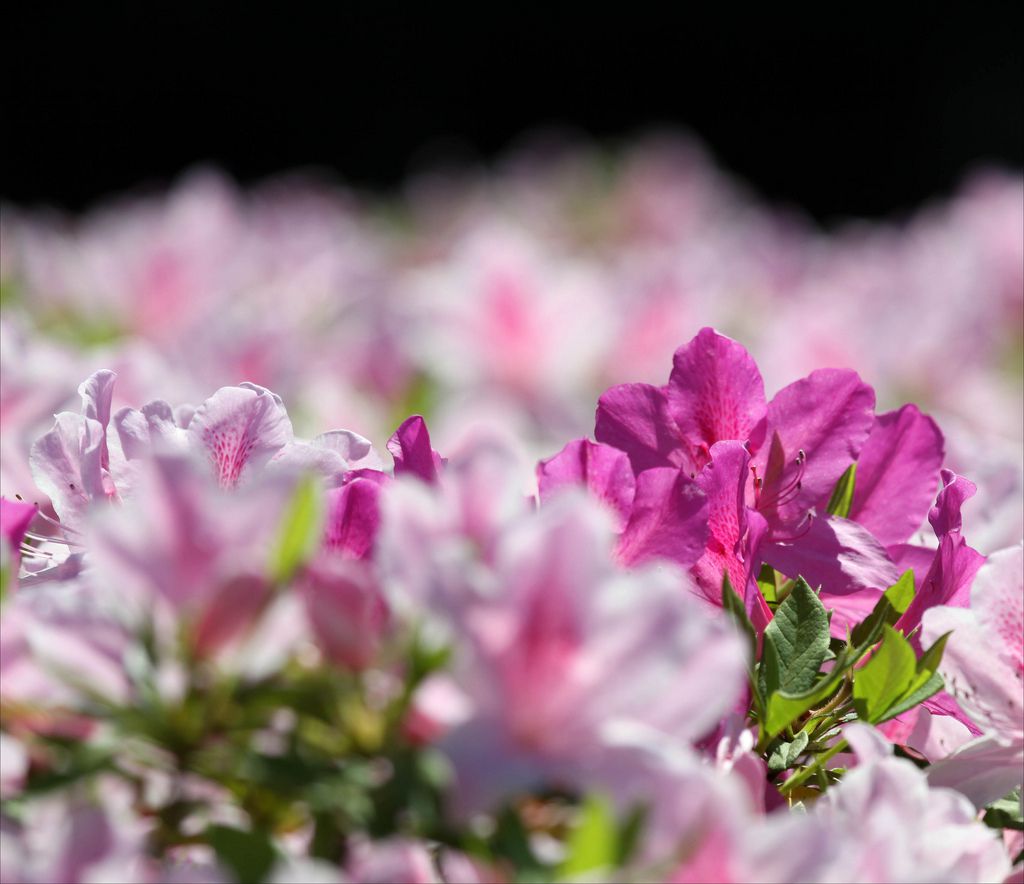 Azaleas