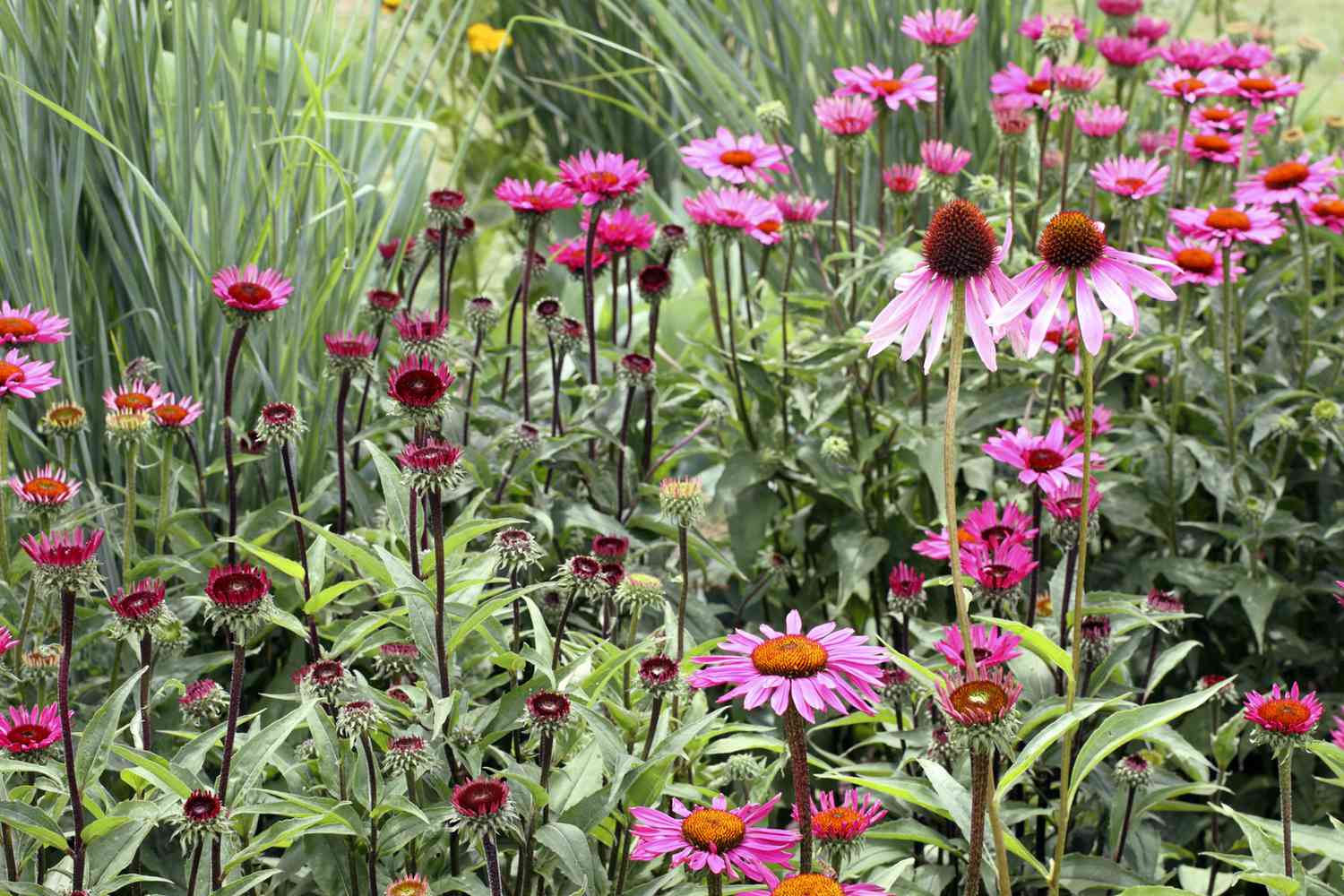 Perennial Border