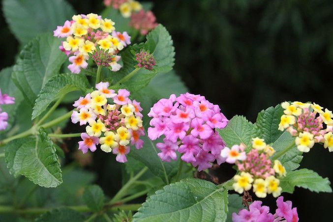 Pink and yellow flowers on lantana