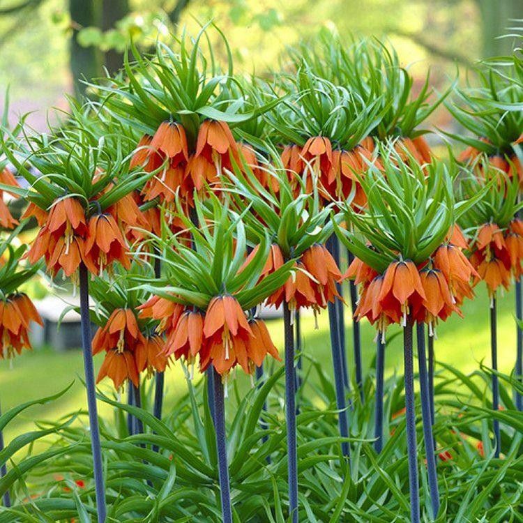 Crown Imperial