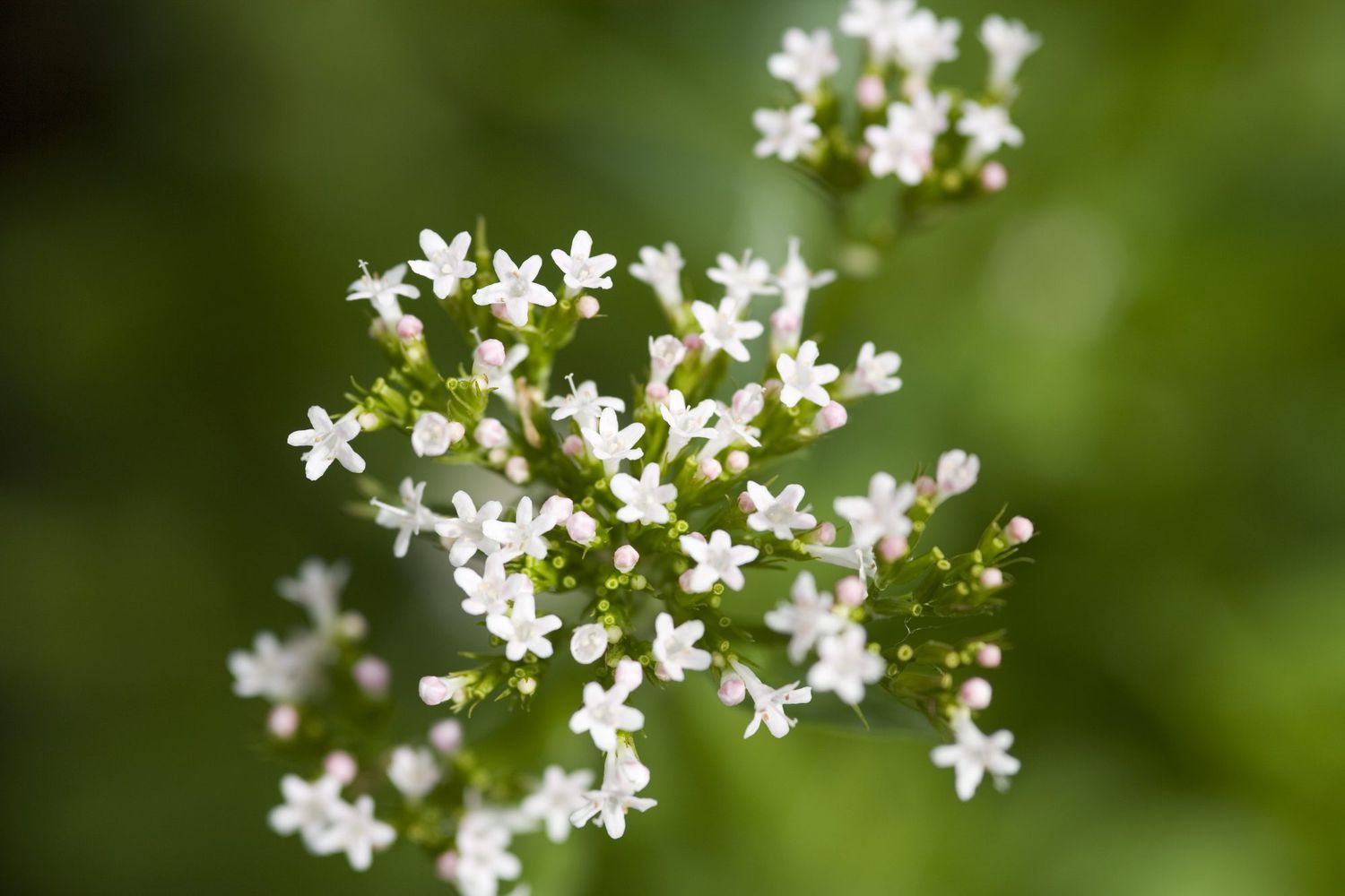 Valerian