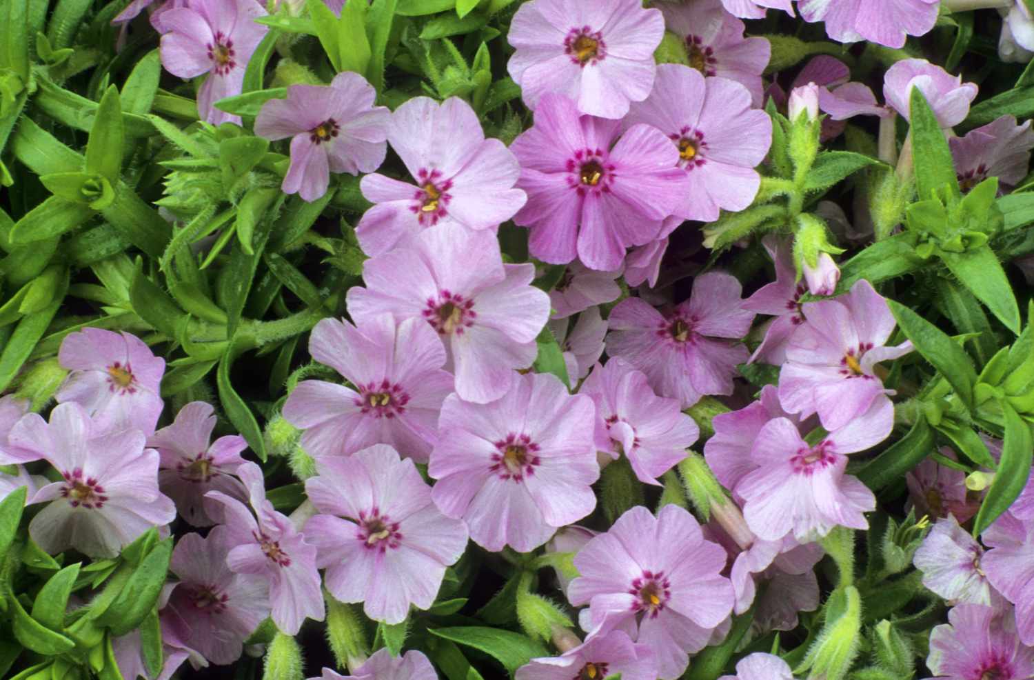 Moss Phlox