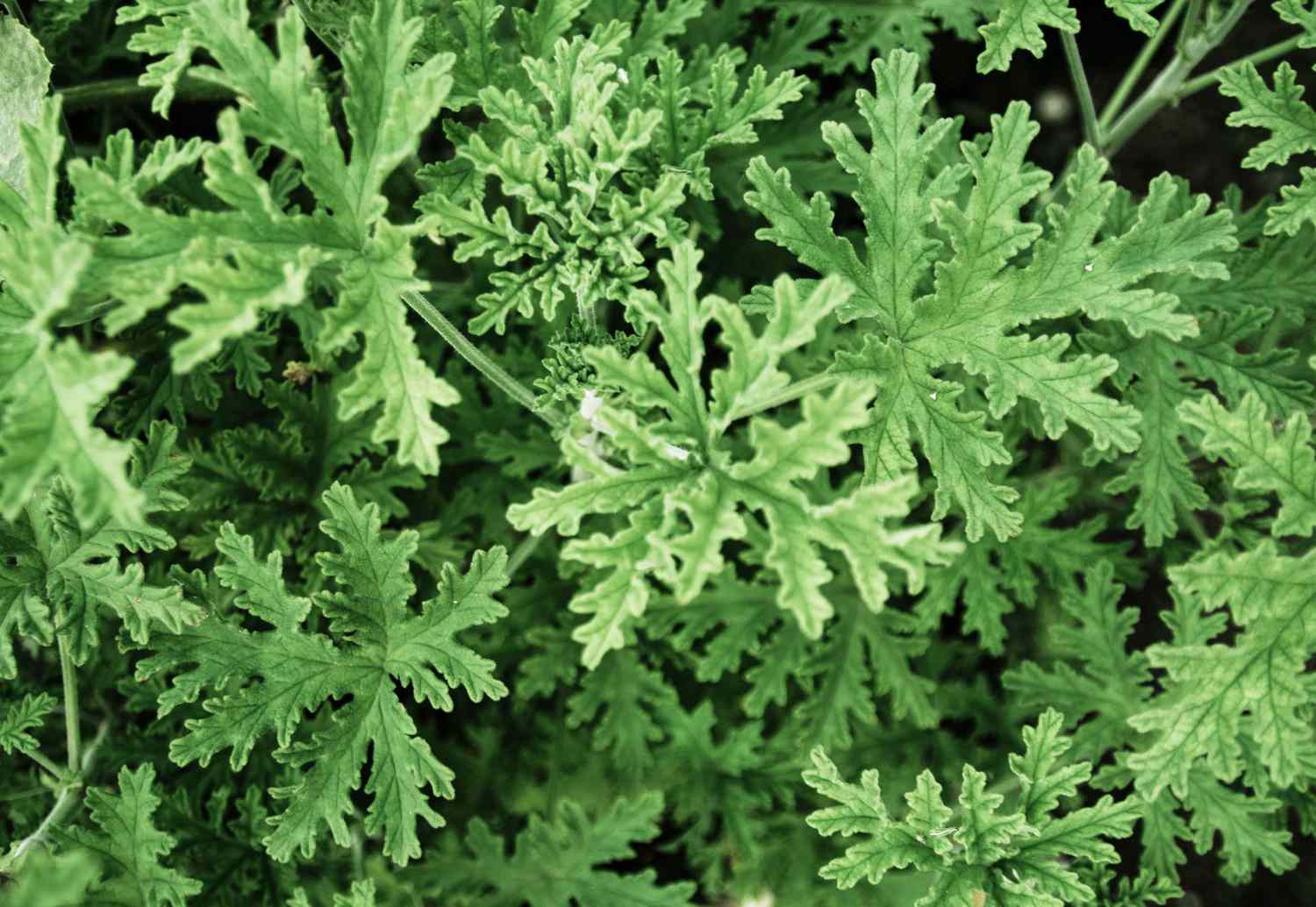 Aerial shot of citronella plant with green leaves