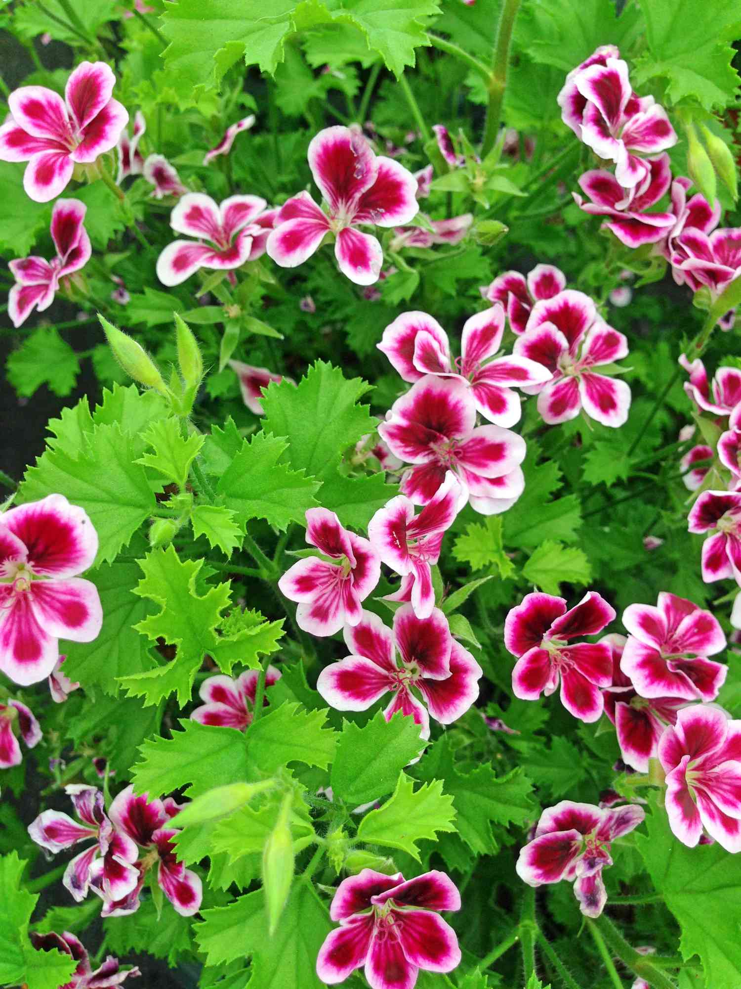 full frame overhead view of citronella scented geranium plant with serrated green leaves and pink and small pink and white flowers