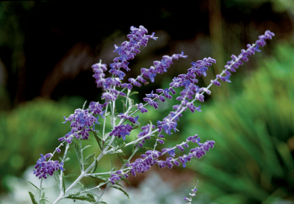 Russian Sage