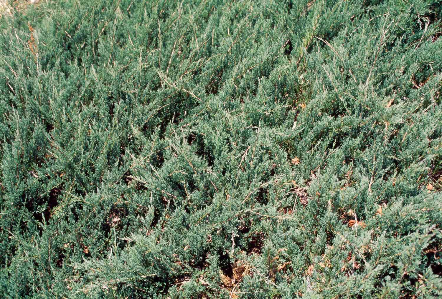 Creeping juniper ground cover