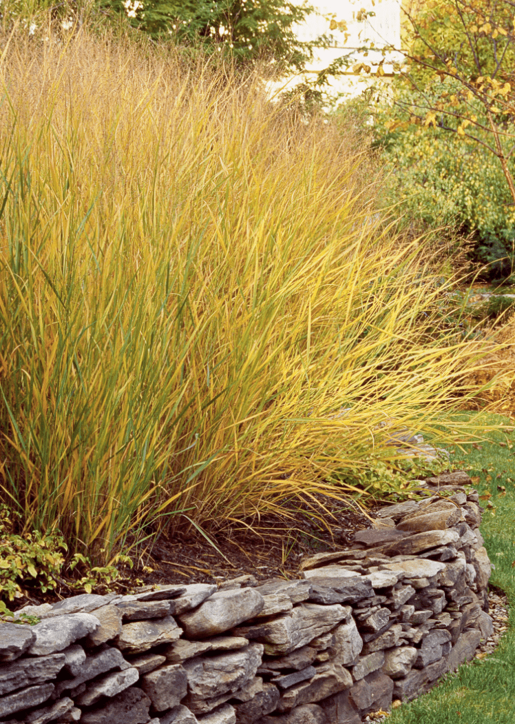 Ornamental Grasses