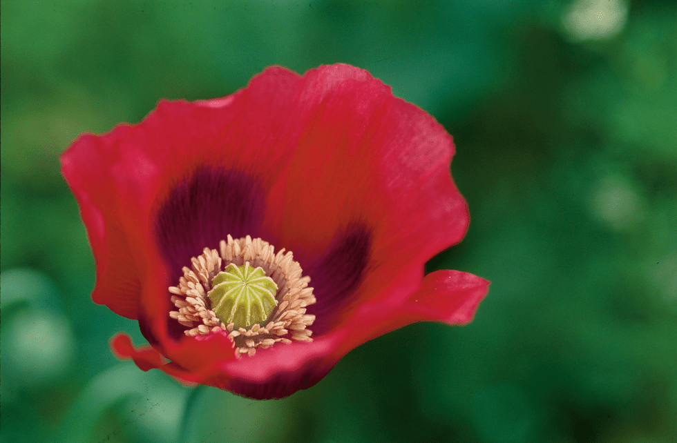 Annual Poppies