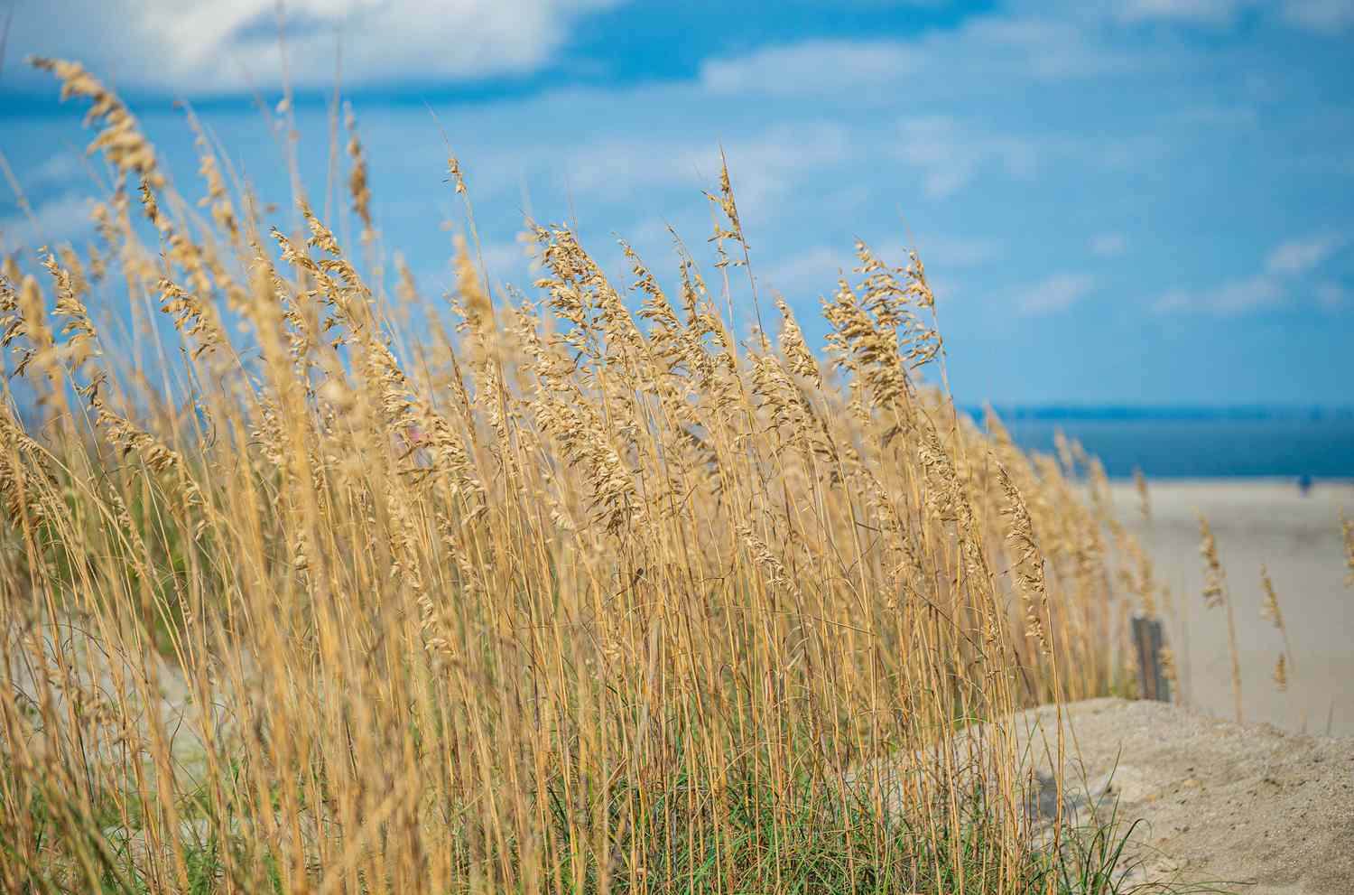 Sea Oats