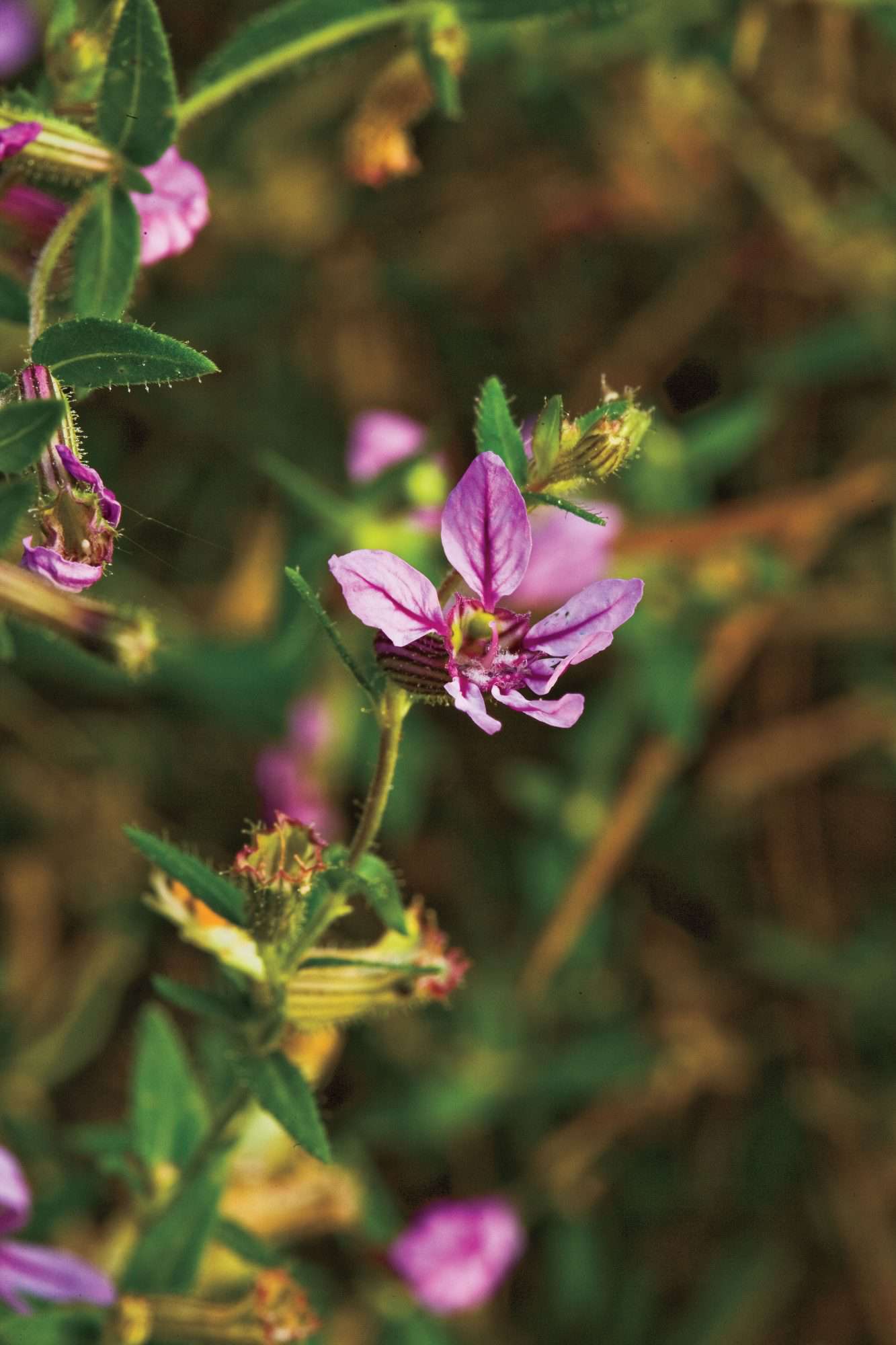 Spring Garden Flowers: 