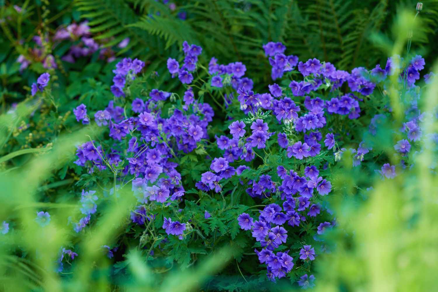 Perennial Geraniums