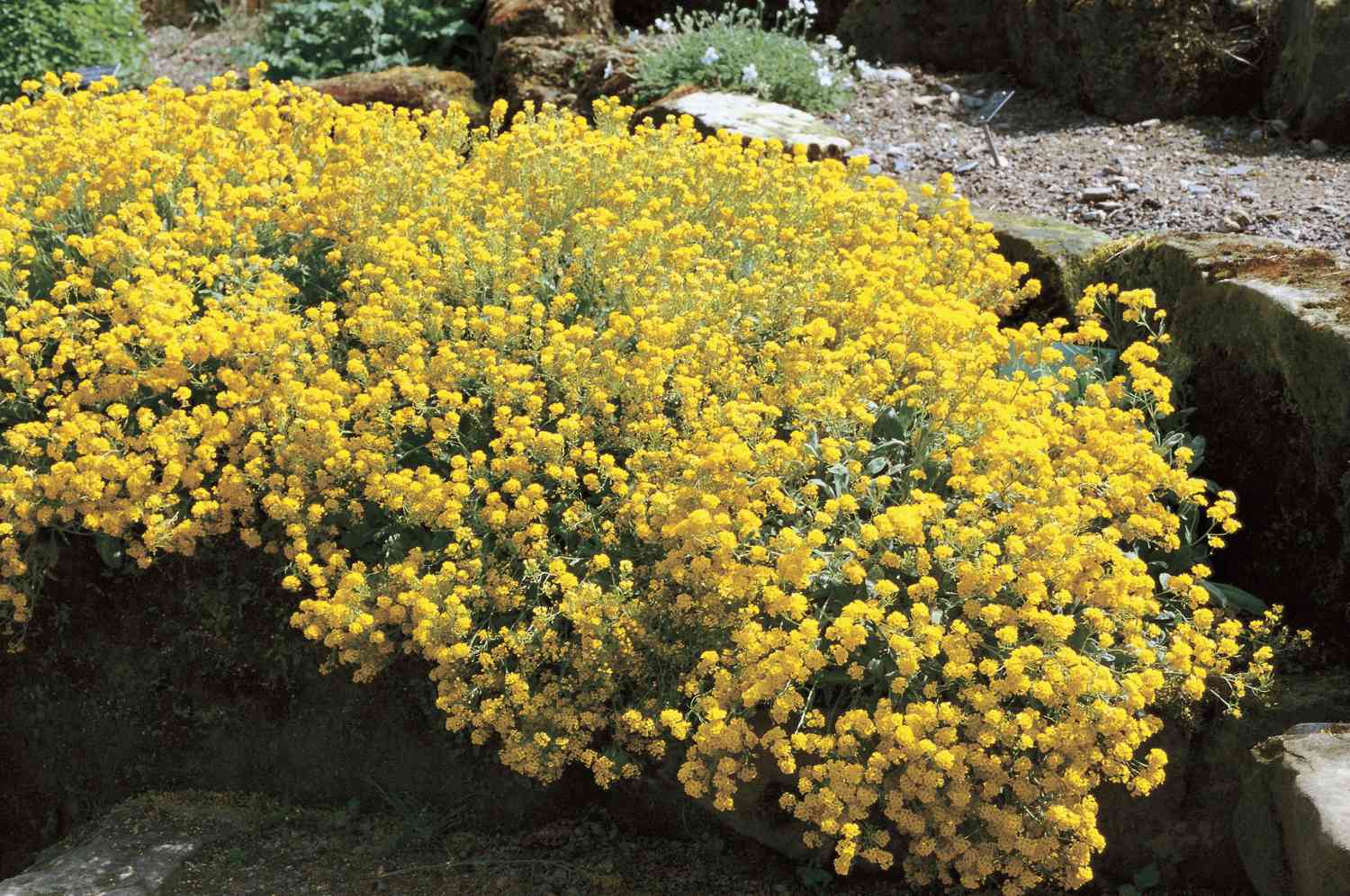 Yellow Alyssum