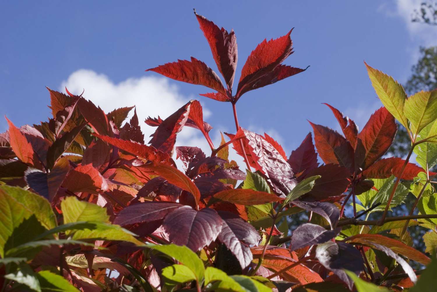 Virginia Creeper