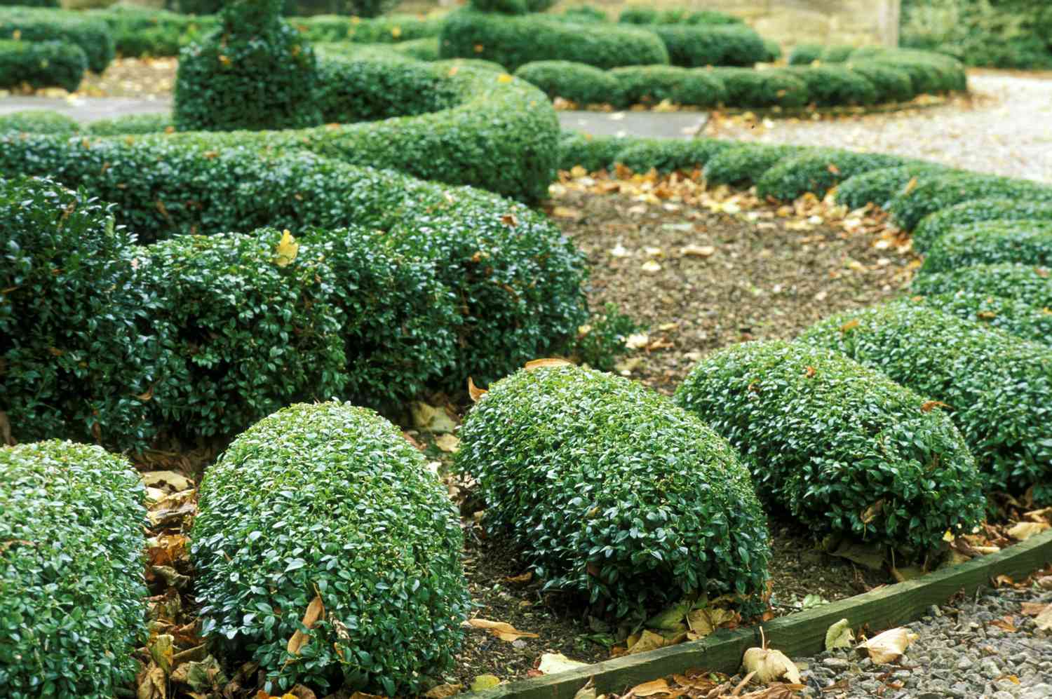 English Boxwood