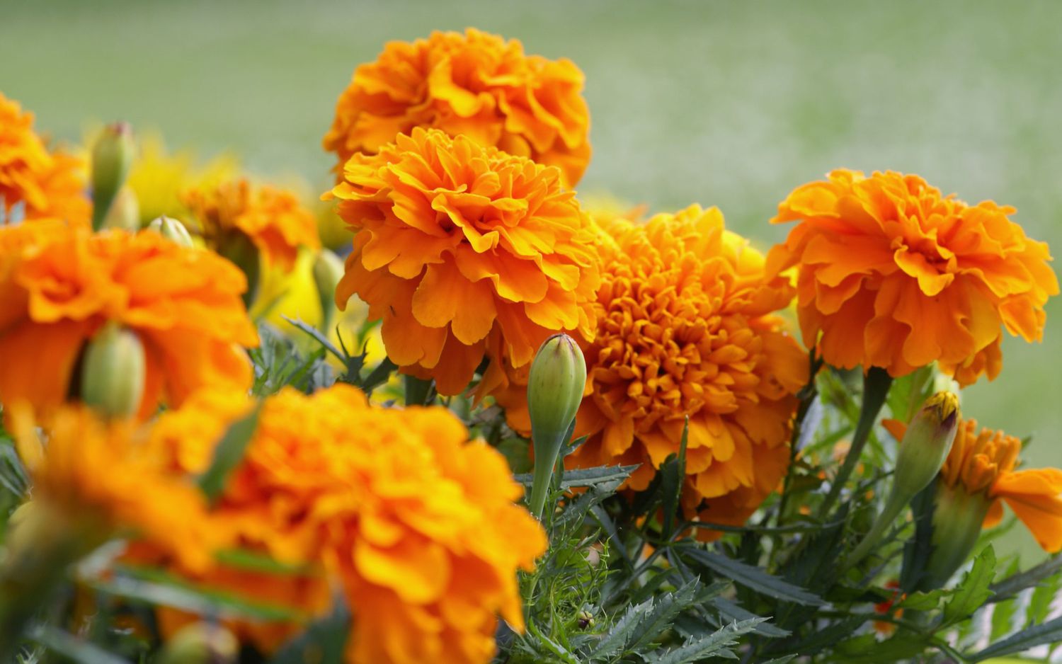 Orange Marigold Flowers