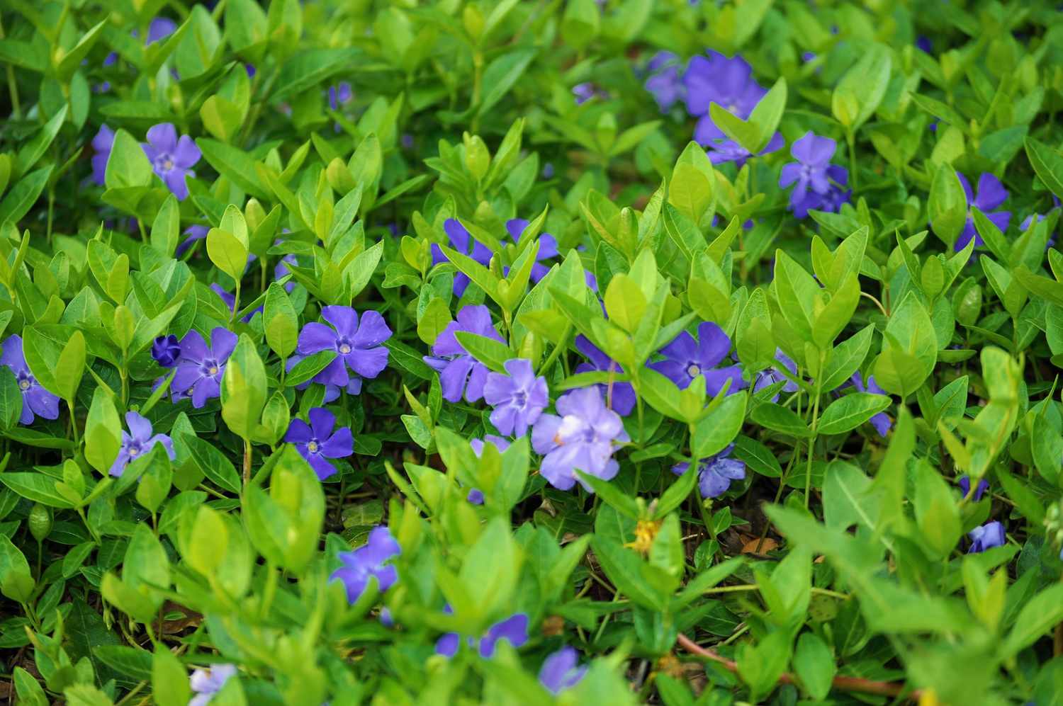 Vinca