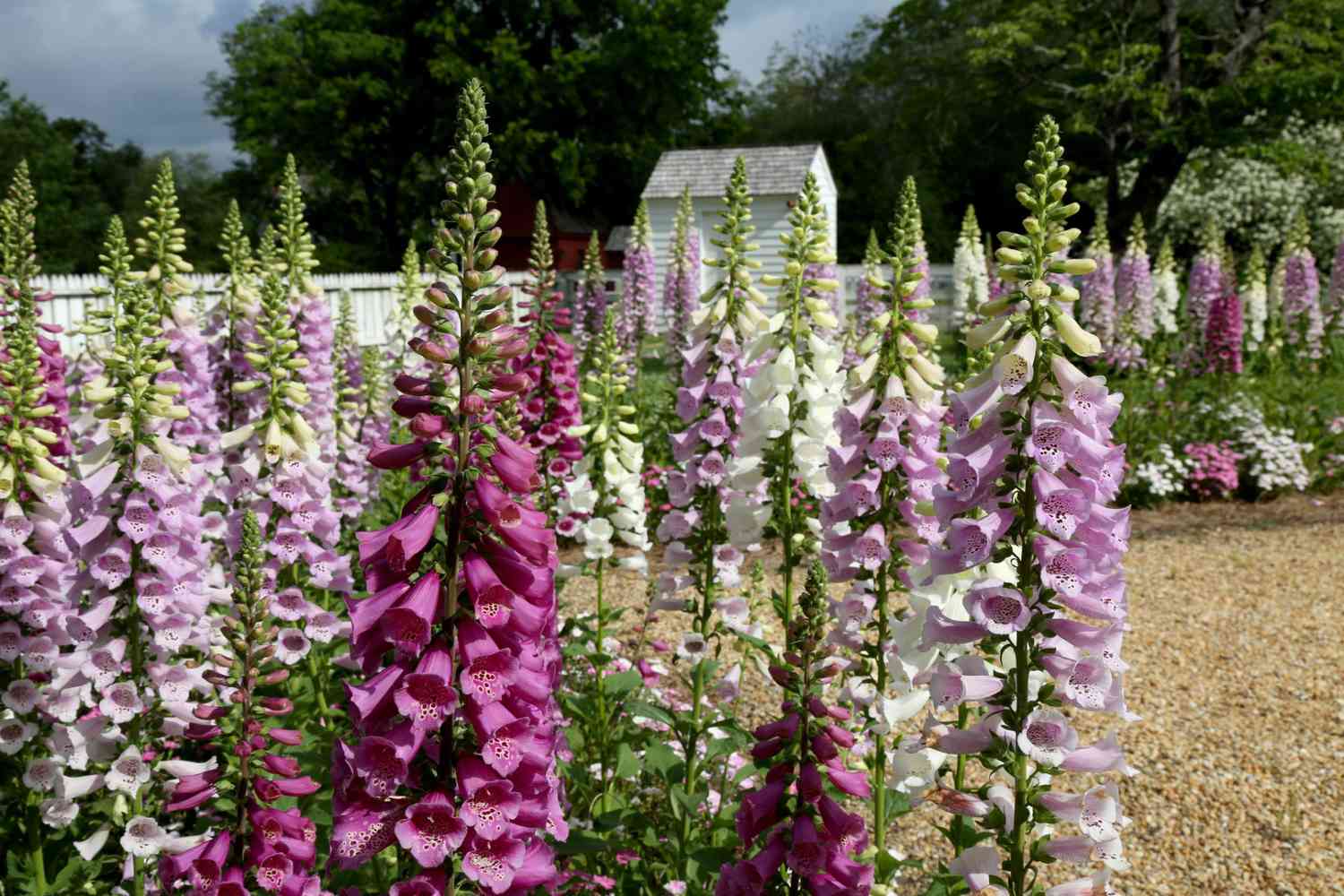 Foxglove