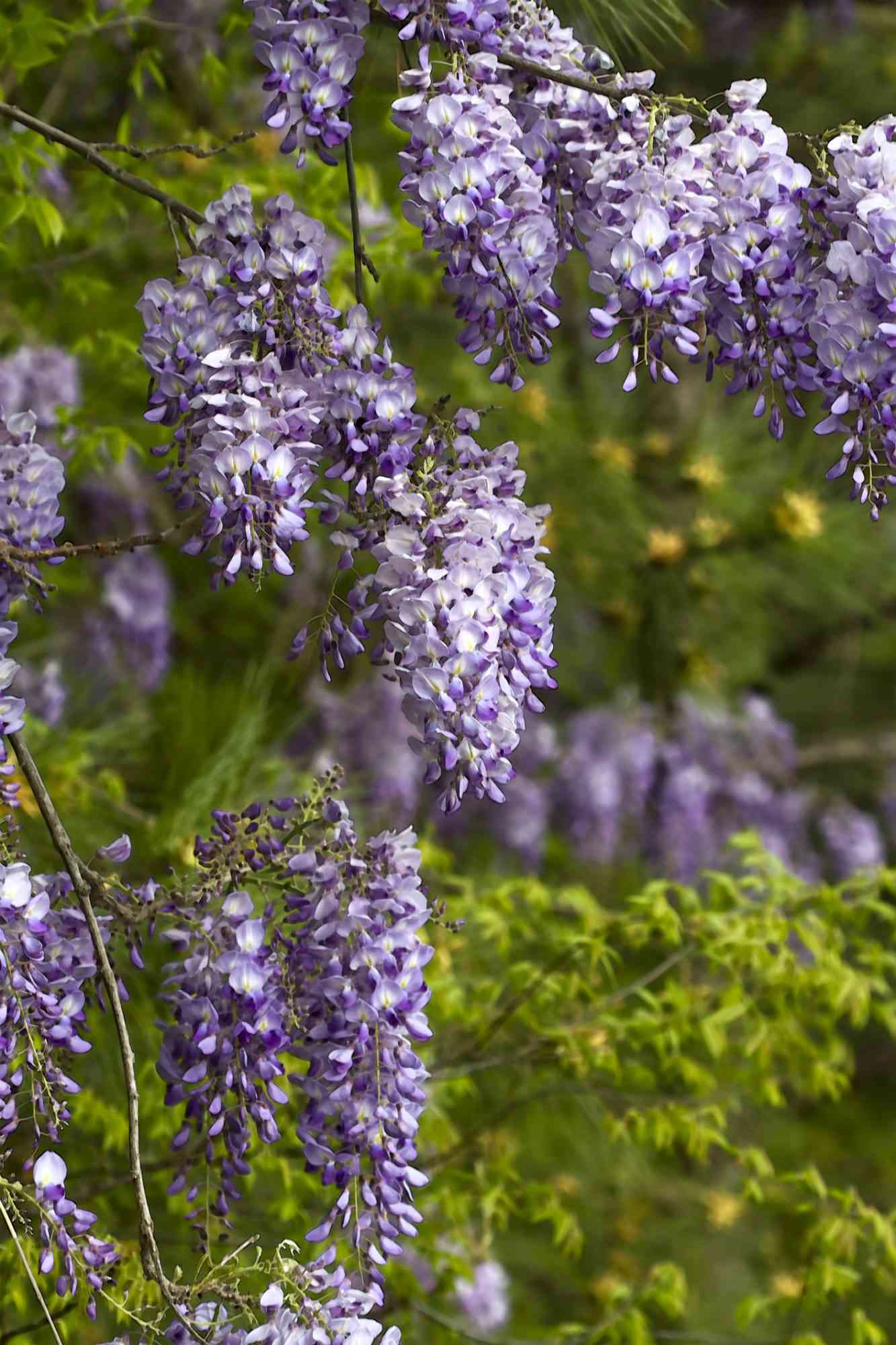 Wisteria