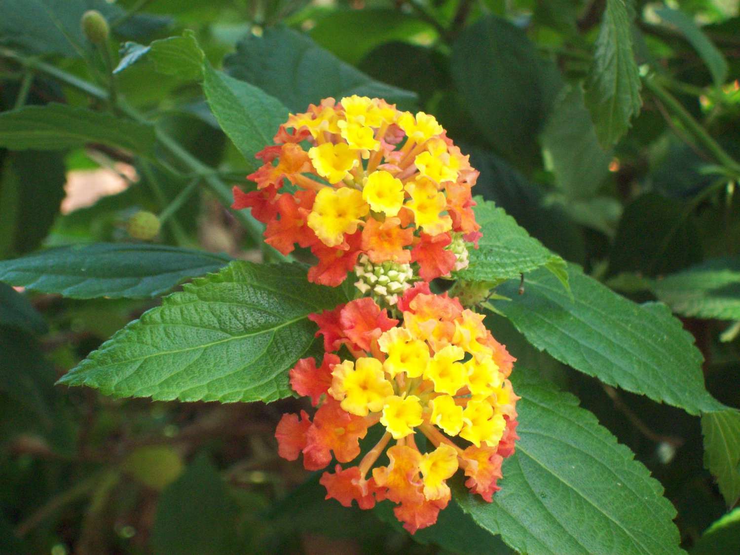 Verbena