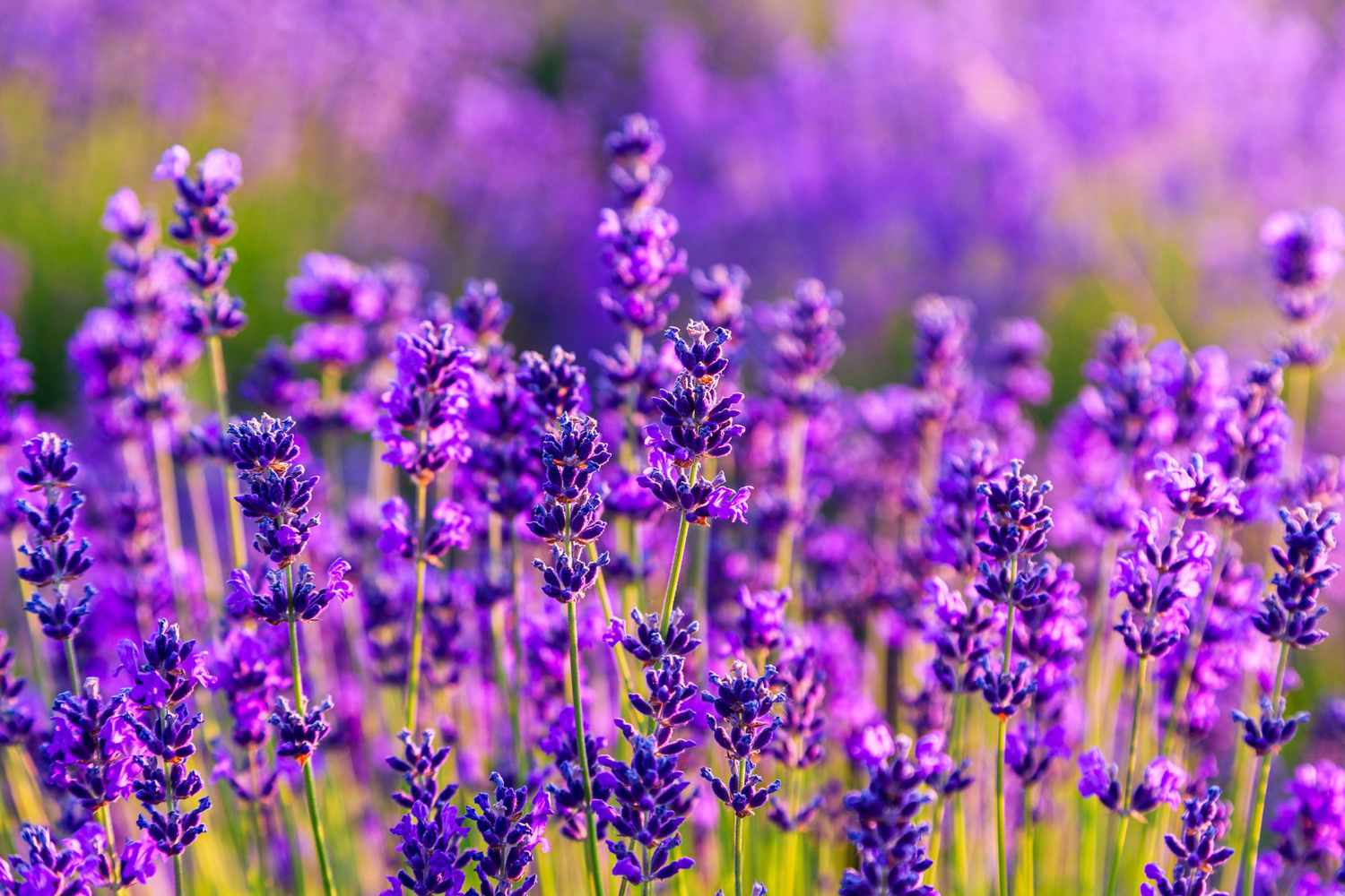 Lavender field