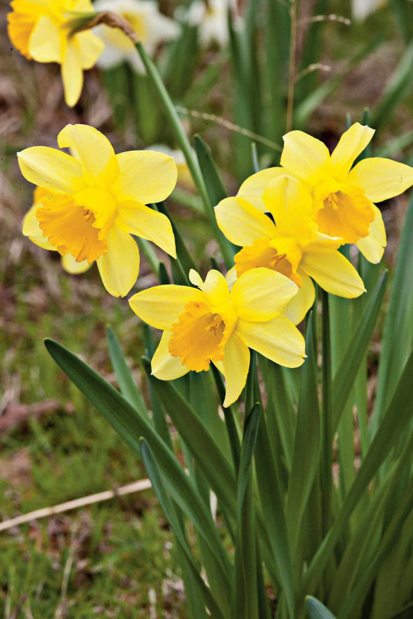 Carlton Daffodils