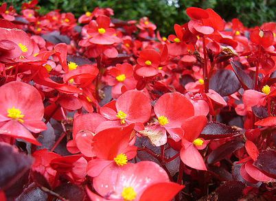 Wax begonia are a deer-resistant choice for the garden.