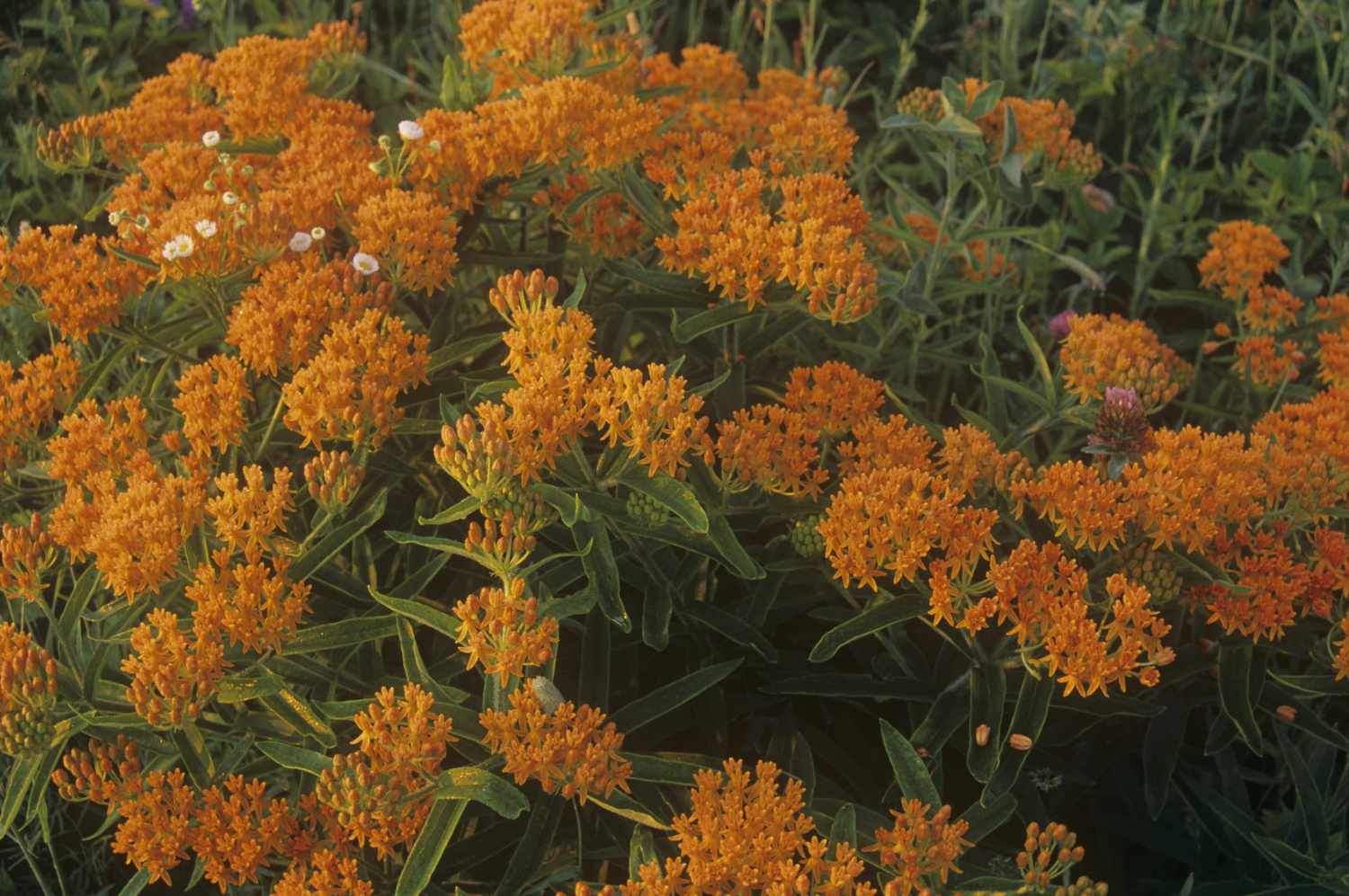 Butterfly Weed