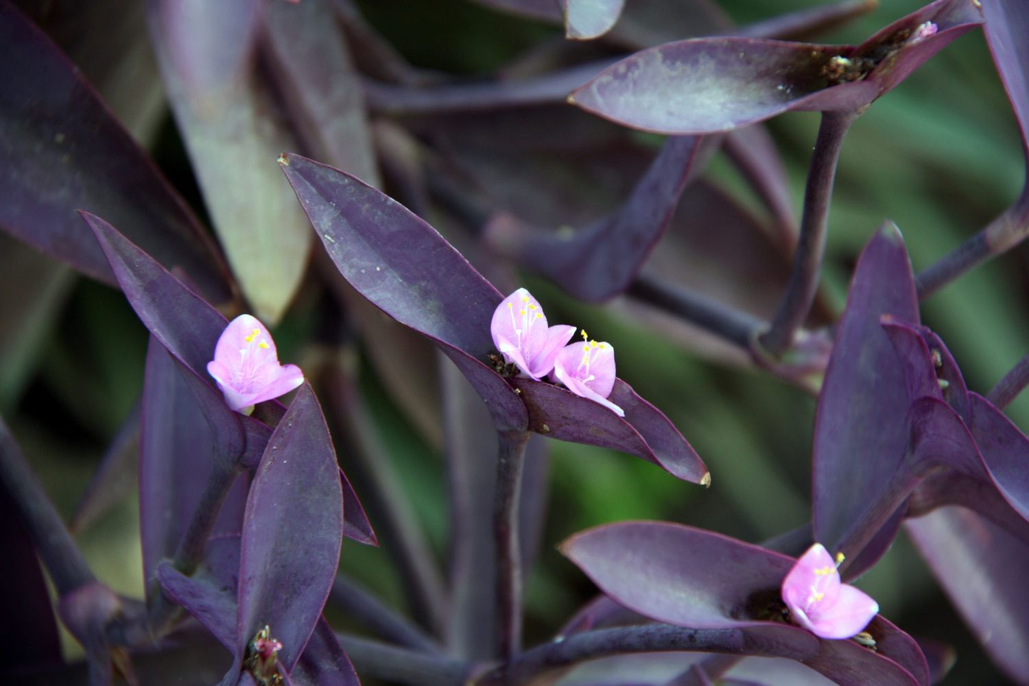 Purple Heart Plant