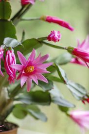 Schlumbergera gaertneri