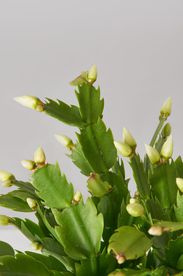 Schlumbergera truncata