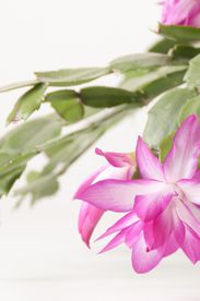 Schlumbergera bridgesi