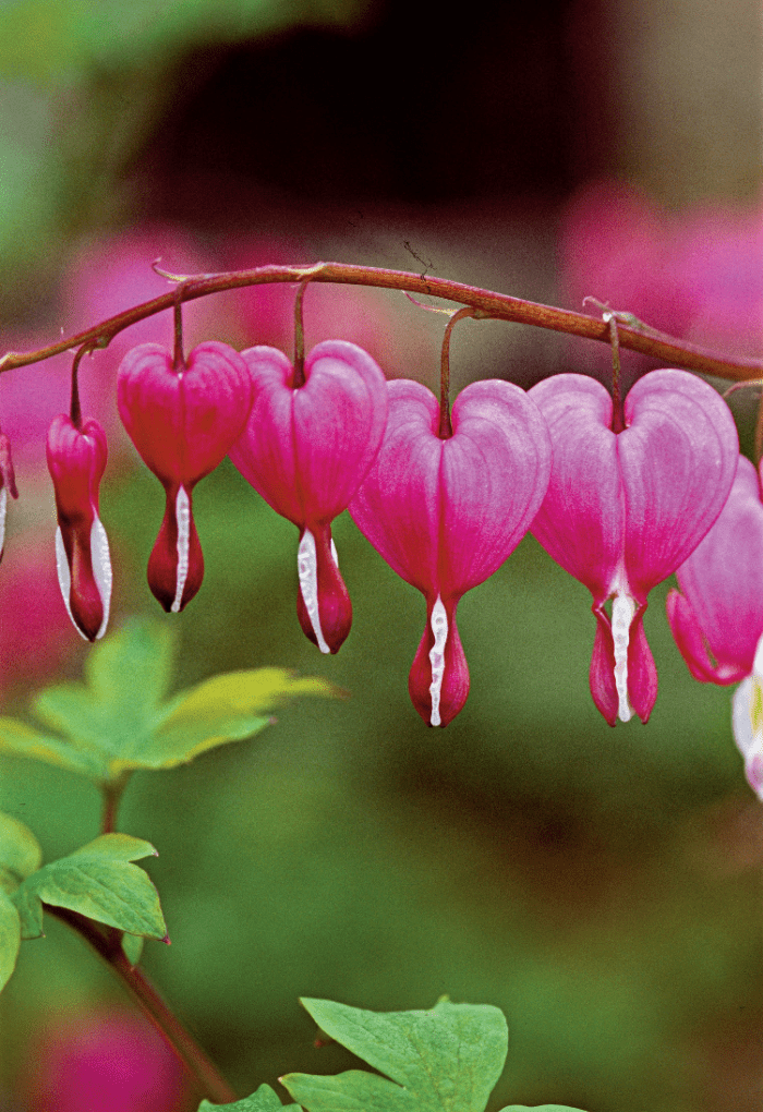 Bleeding Heart