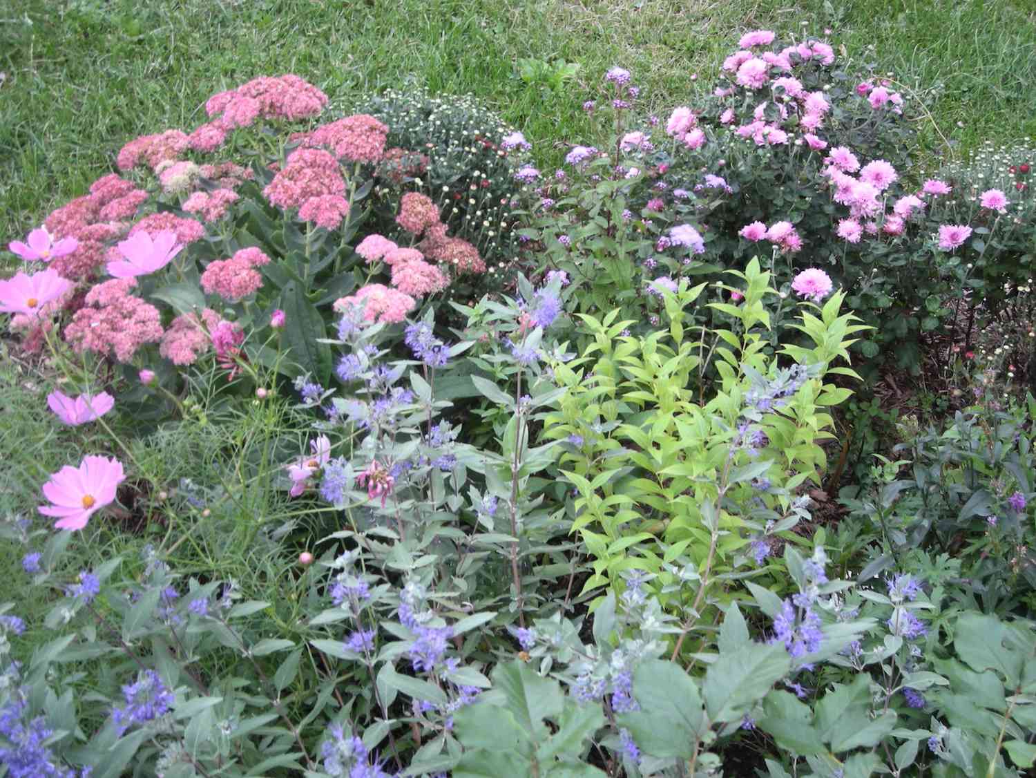 Perennial border with flowers in shades of pink and blue including sedum, cosmos, mums and caryopteris