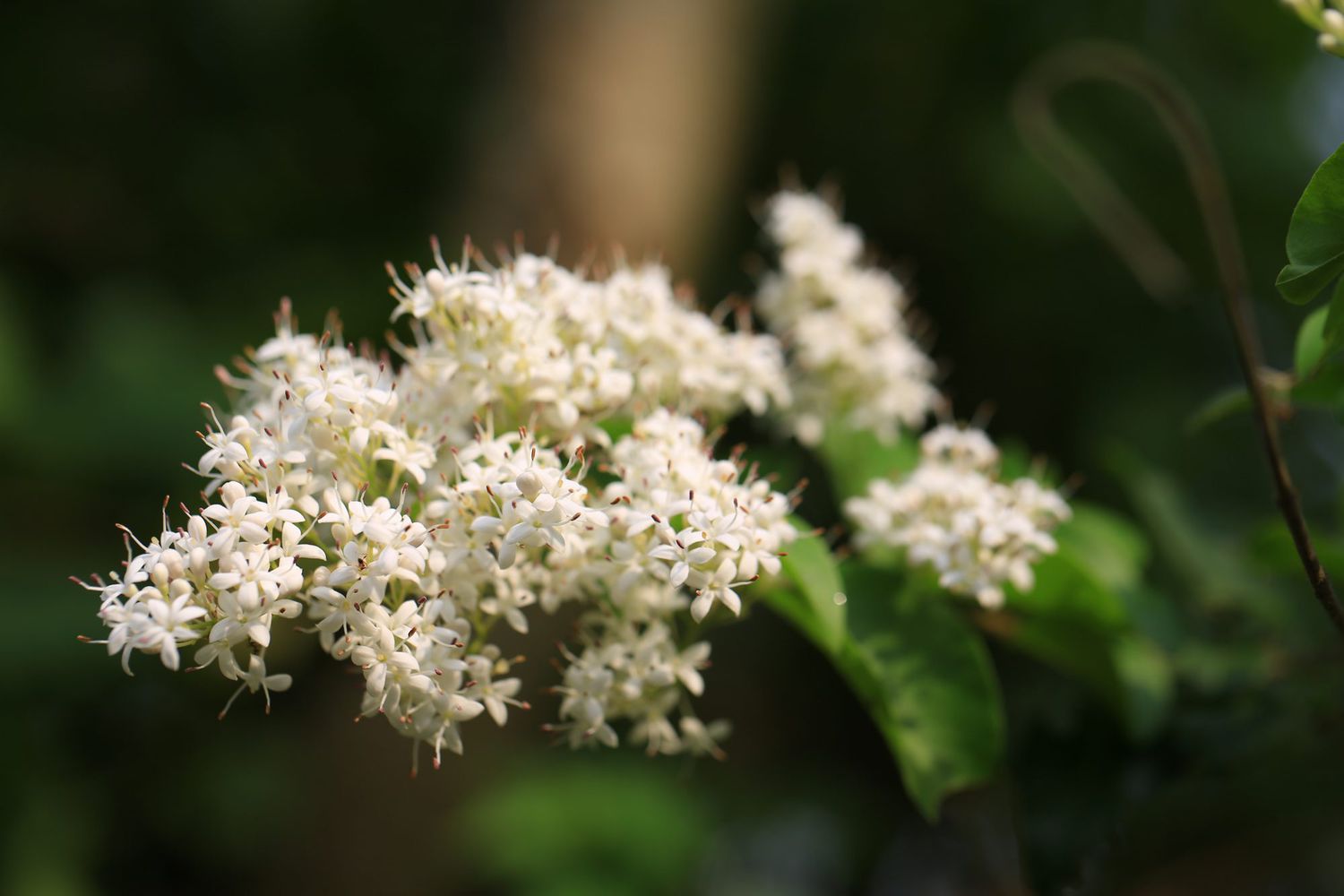 Chinese Privet