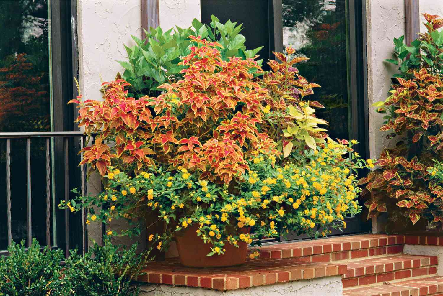 Coleus and Lantana Container Combo