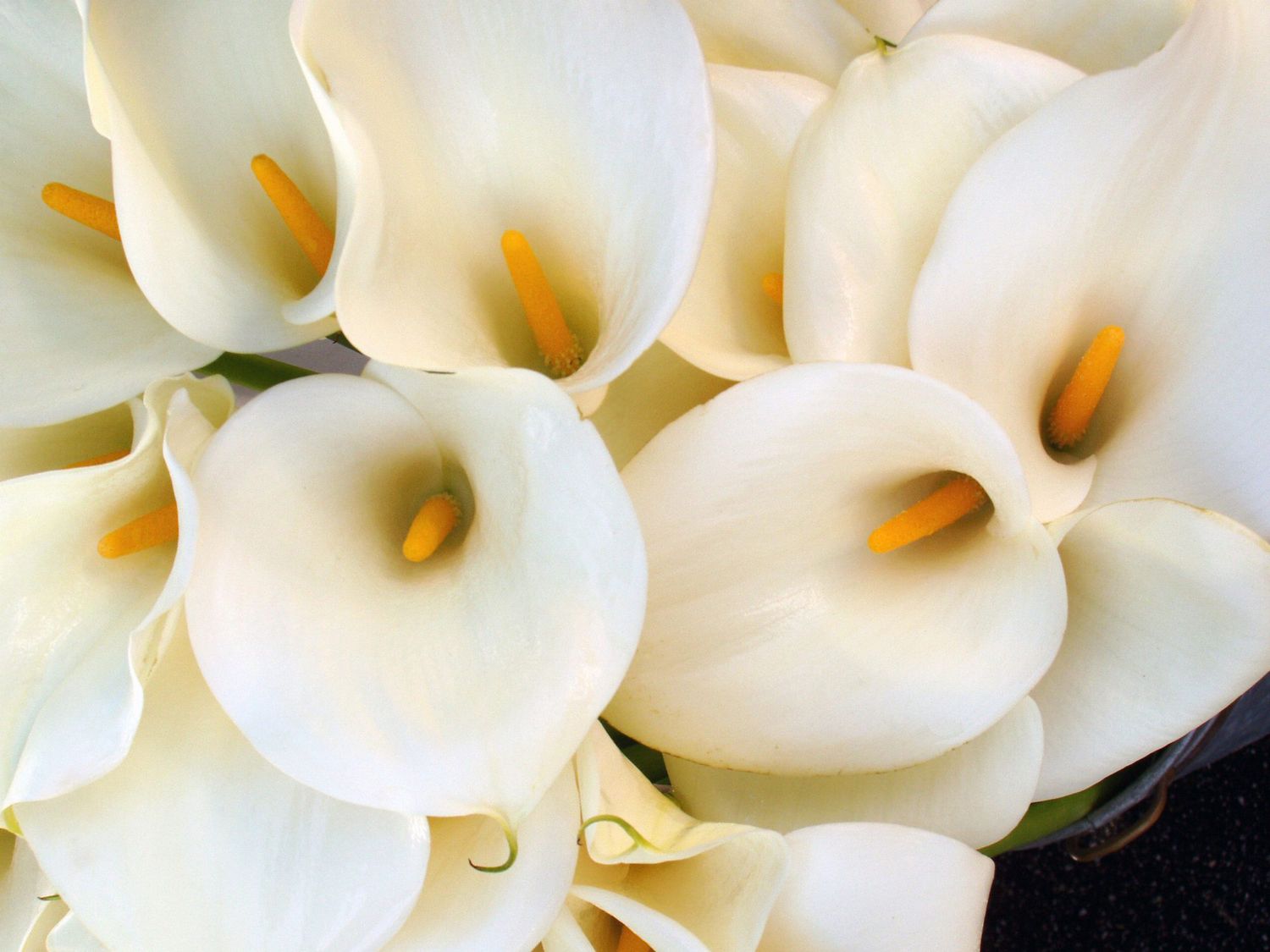 White Calla Lily Bouquet