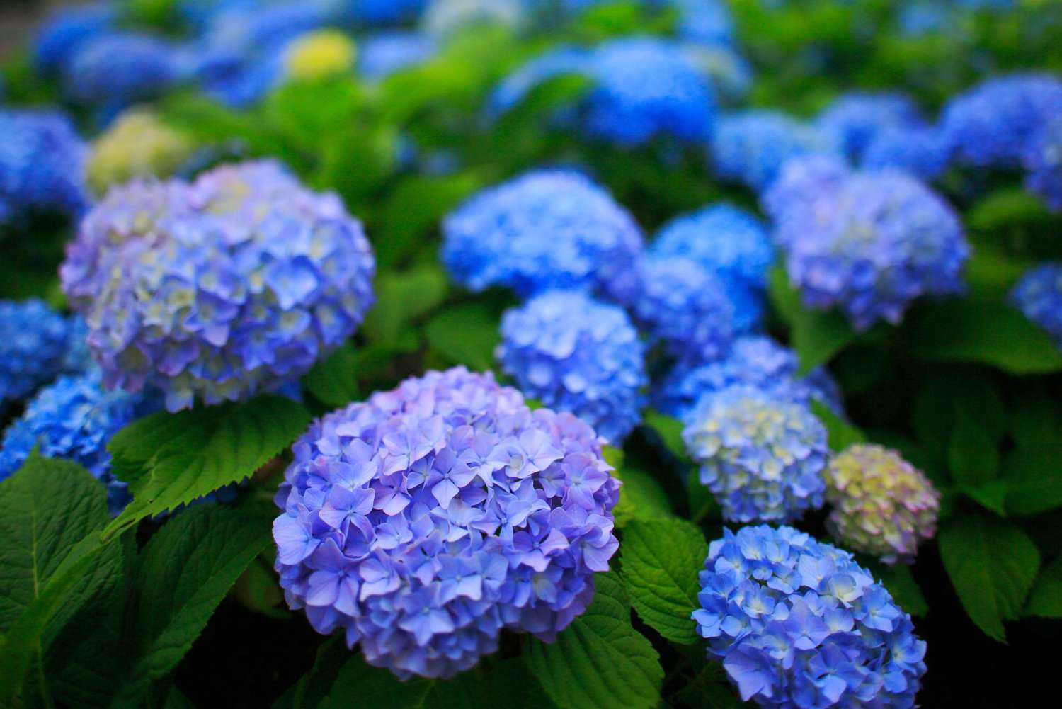 Blue and Purple Hydrangeas