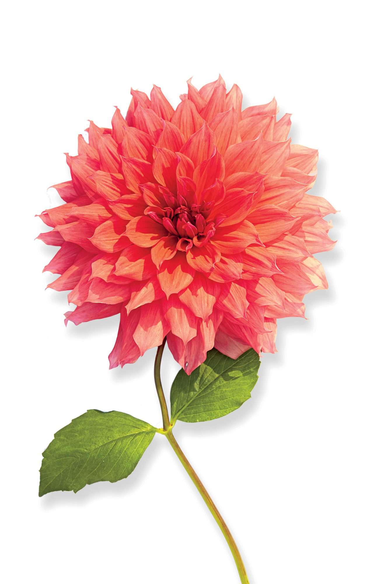 Bell of Barmera Dahlia