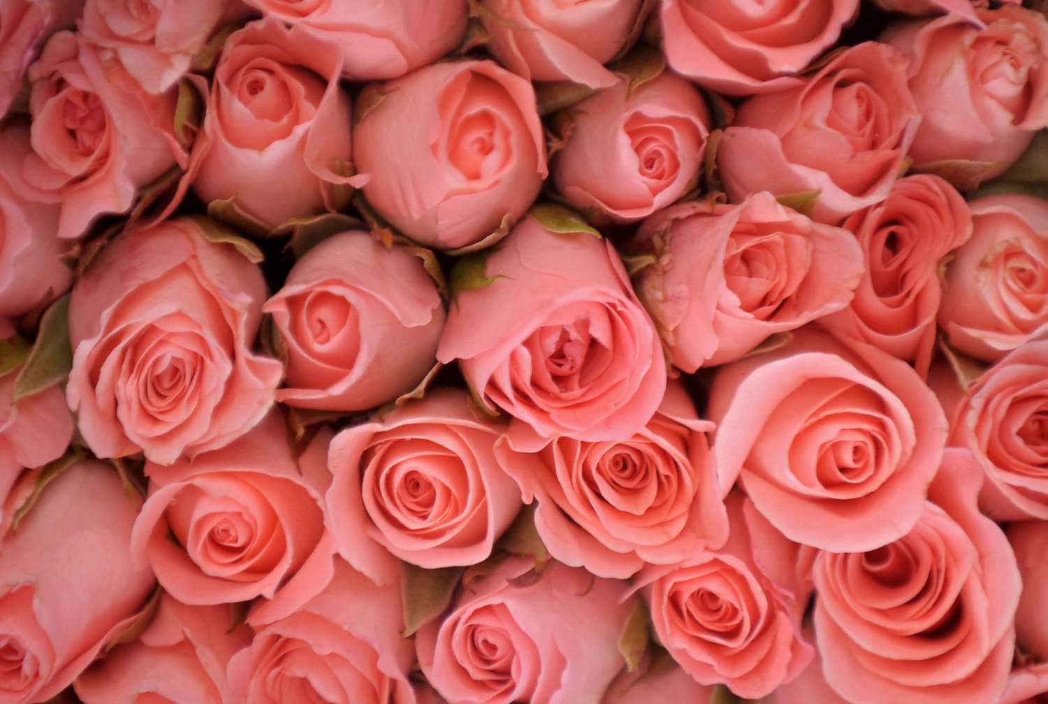 Pink Roses