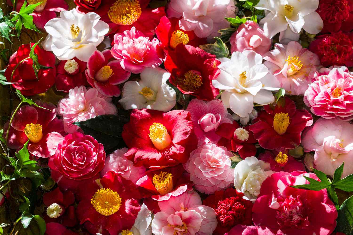 Pink and White Camellias