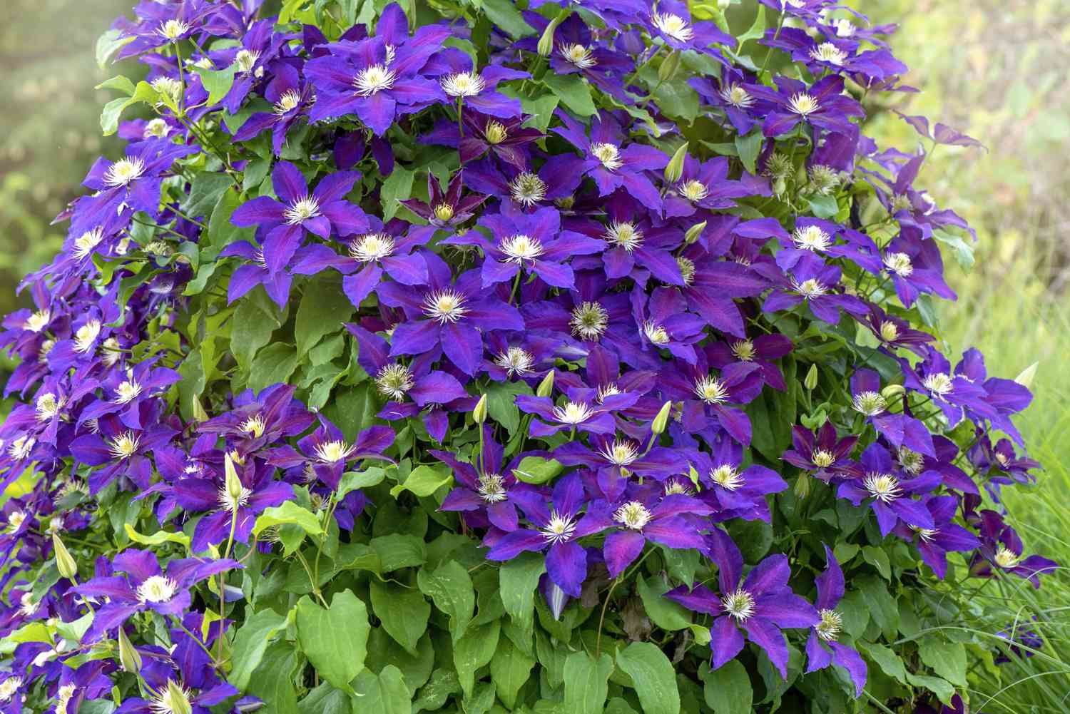 Clematis