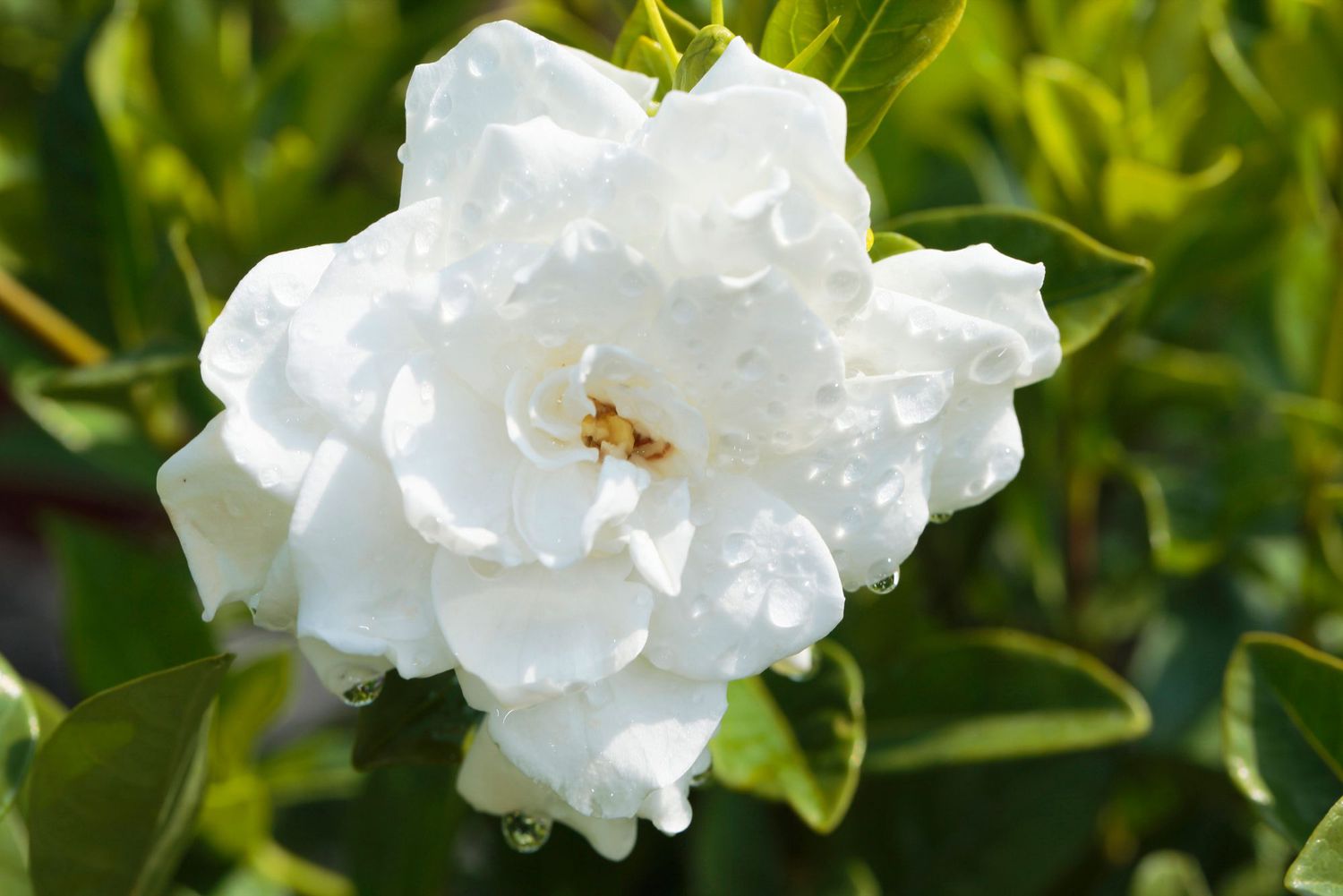 White Gardenia