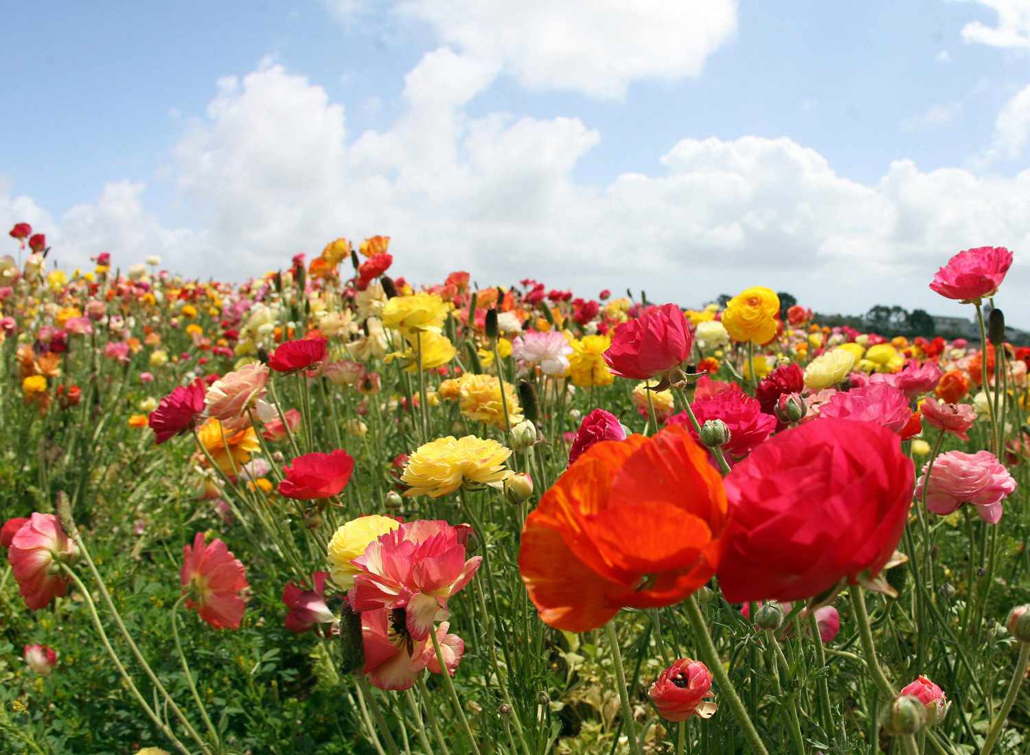 Field of Ranunculus