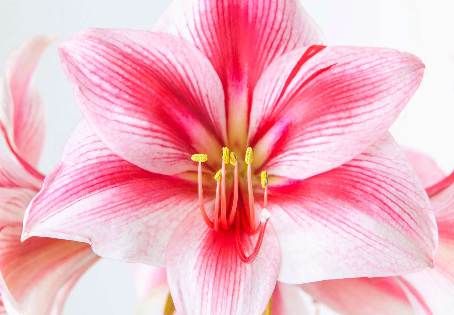 Pink Amaryllis Flower